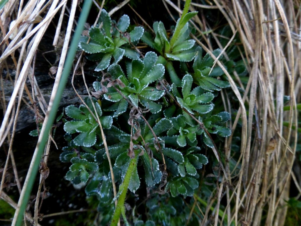 Saxifraga paniculata